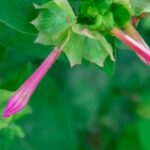 Köcherblümchen pflegen und lange zum Blühen bringen?