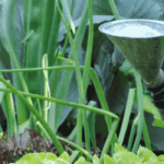 Bremst Leitungswasser das Gemüse im Garten?