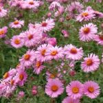 Pflanzen für Herbstblüte: die richtige Wahl