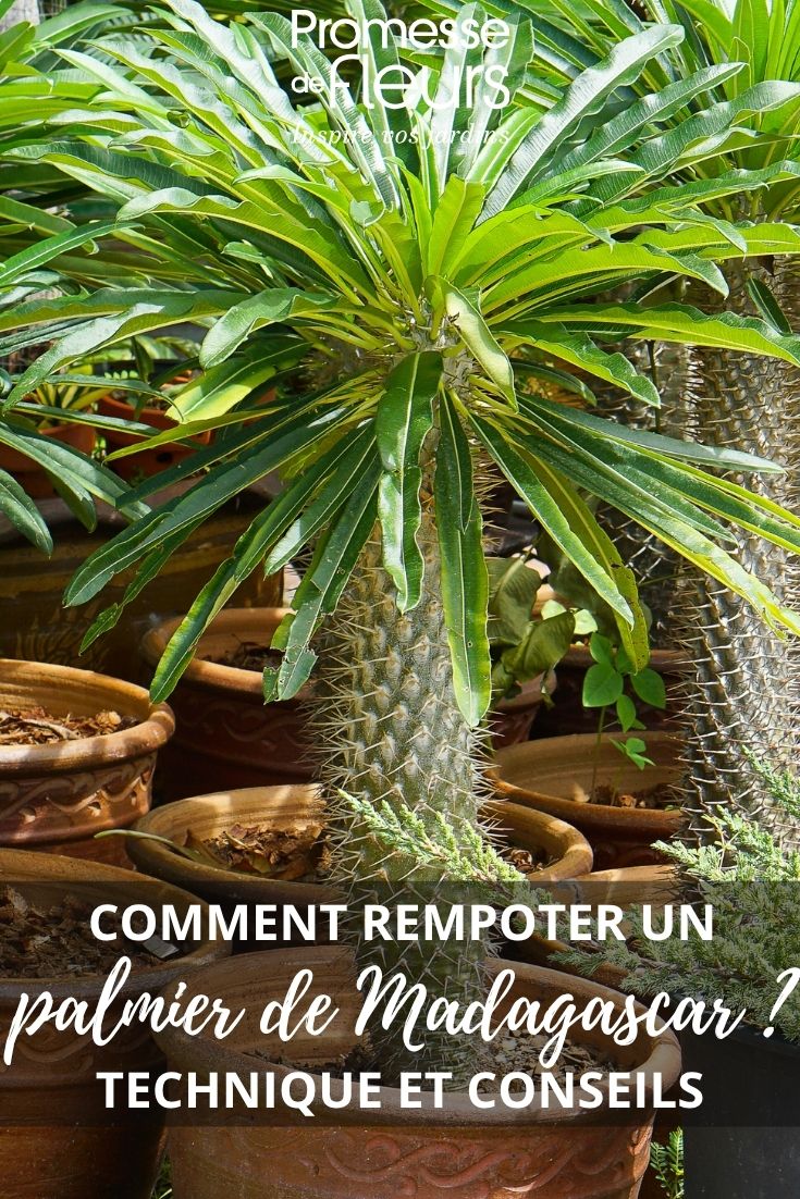 Madagaskarpalme im Topf