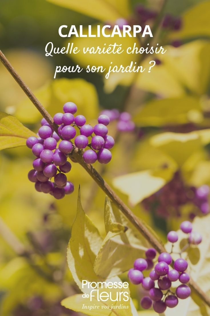 Liebesperlenstrauch-Beeren