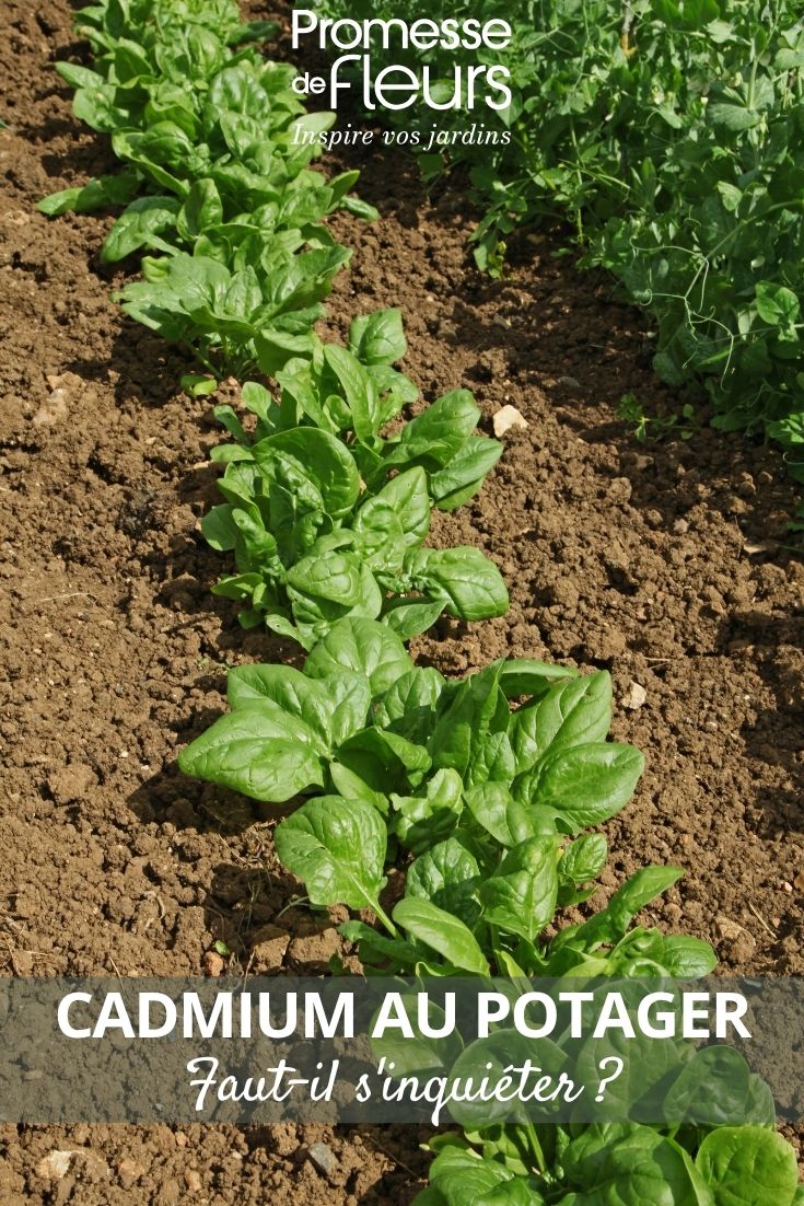 Foto eines Gemüsegartens