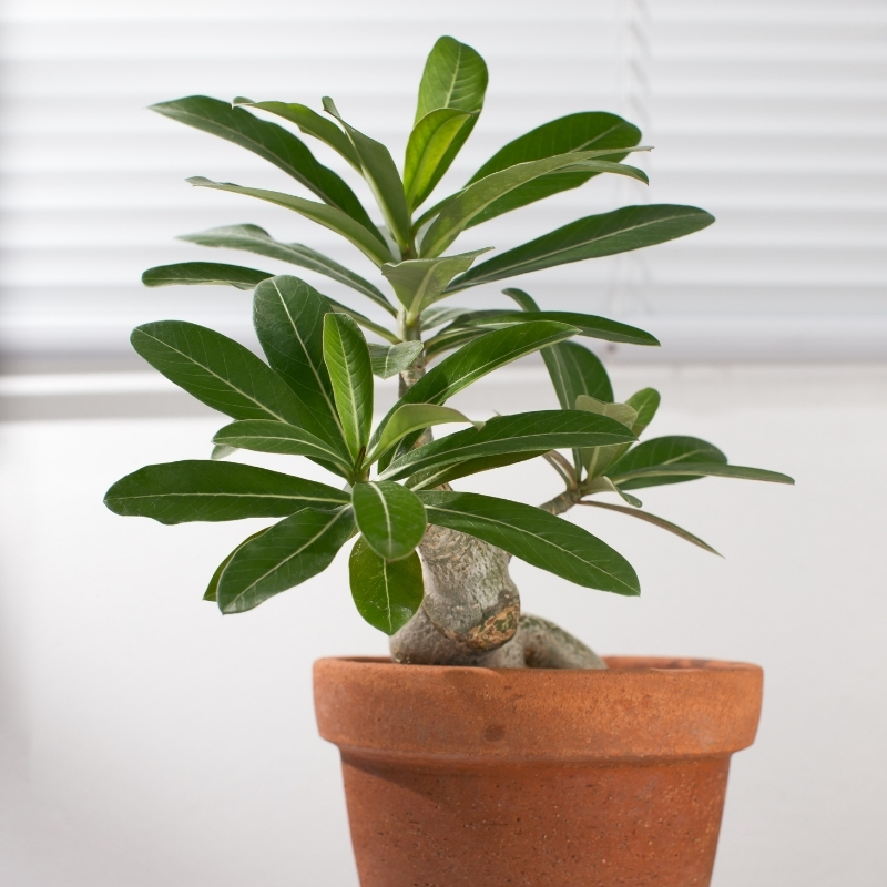 Wüstenrosen - Adenium