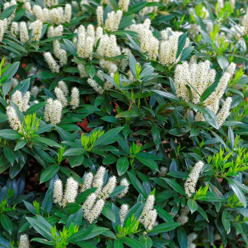 Sträuchern für feuchten Boden