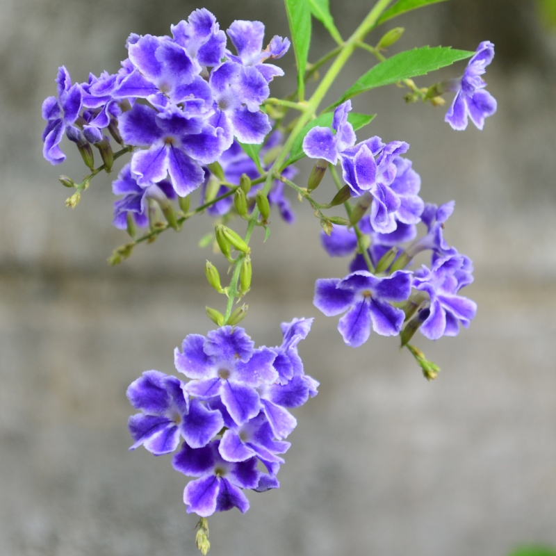 Exotischen Sträucher mit blauen Blumen