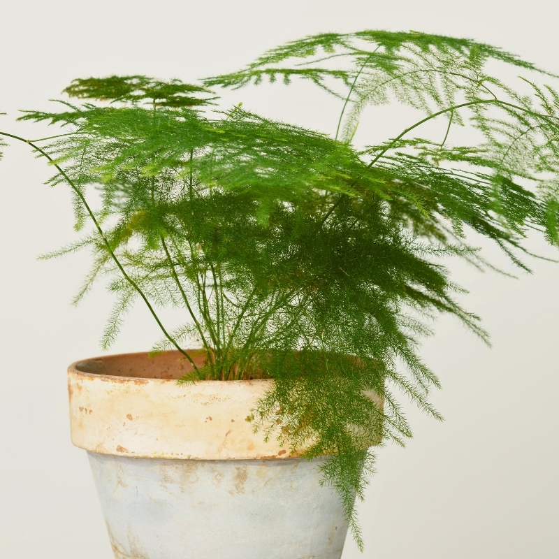 Zierspargel - Asparagus