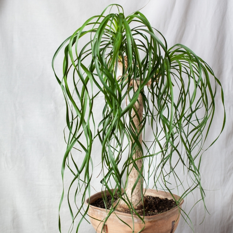 Elefantenfuß - Beaucarnea