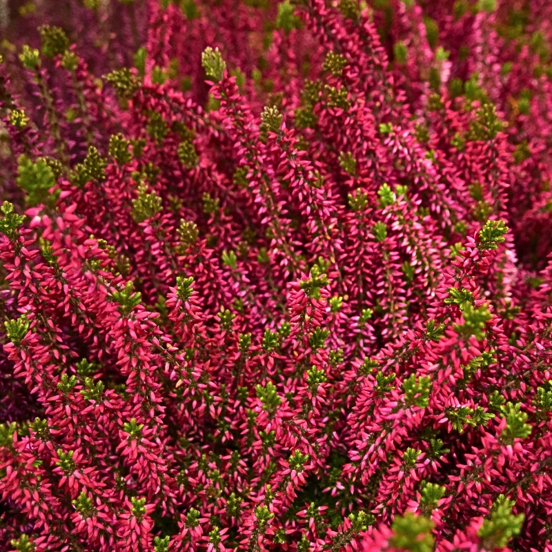 Heiden mit roten Blüten