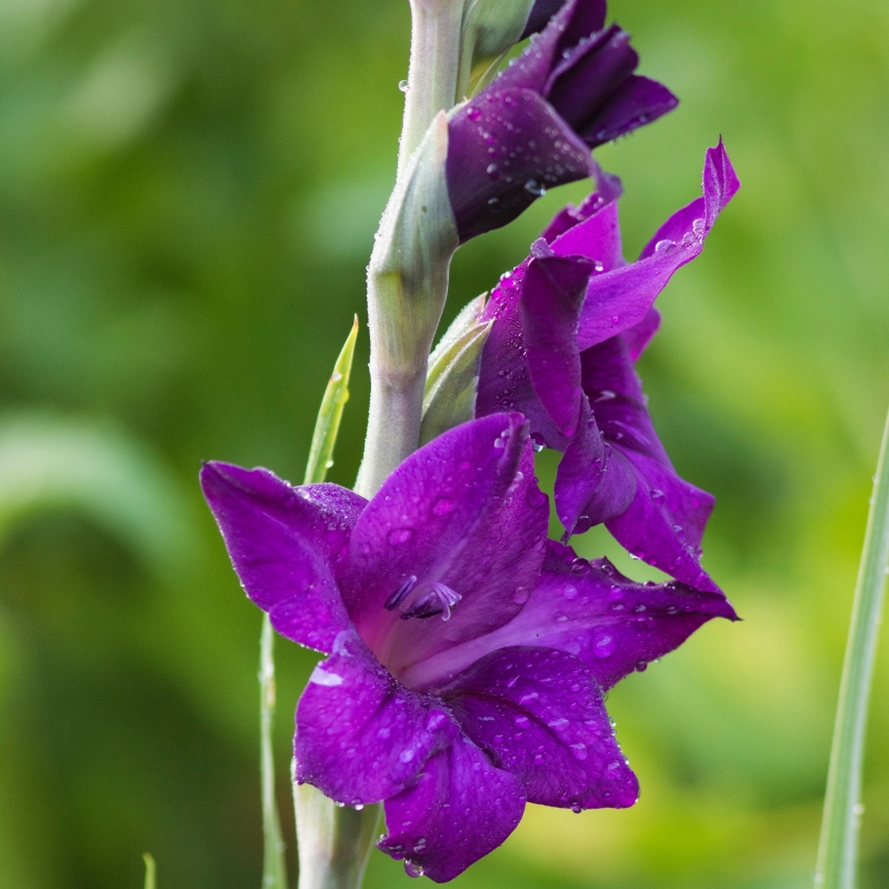 Violette Sommerzwiebeln