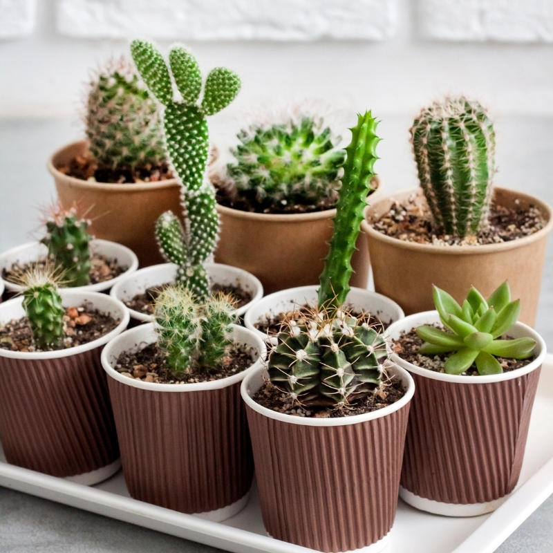 Kakteen und Sukkulenten