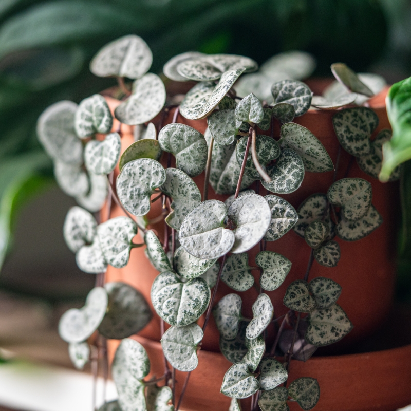 Ceropegia - Leuchterblumen