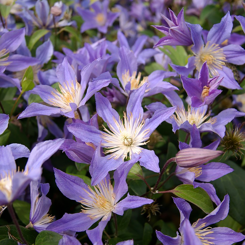 Staudenclematis