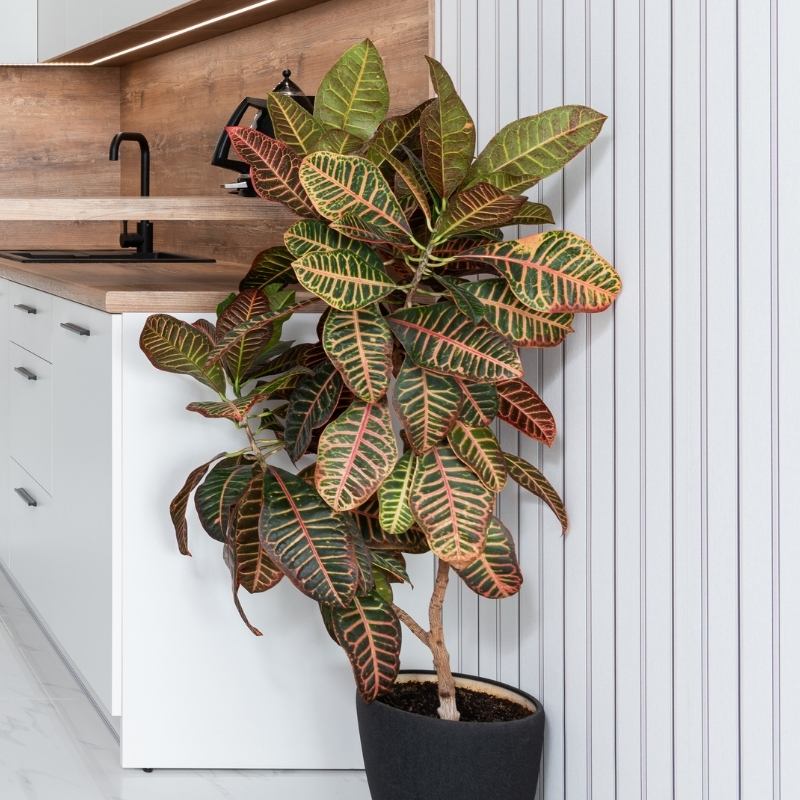 Kroton - Wunderstrauch