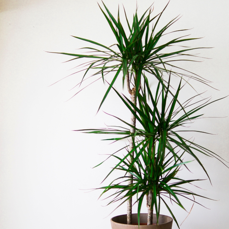 Dracaena - Drachenbaum