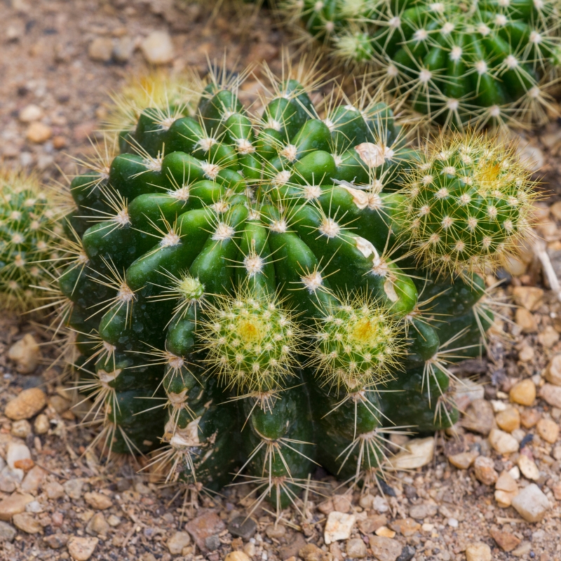 Echinopsis - Bauernkaktus