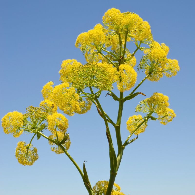 Ferula - Riesenfenchel