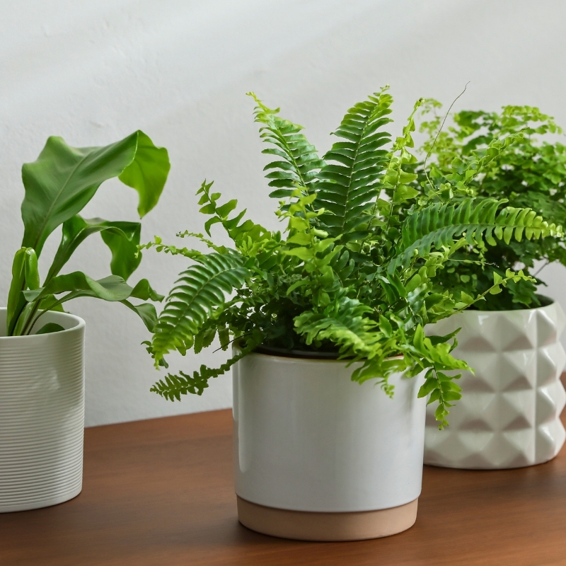 Zimmerpflanzen farn