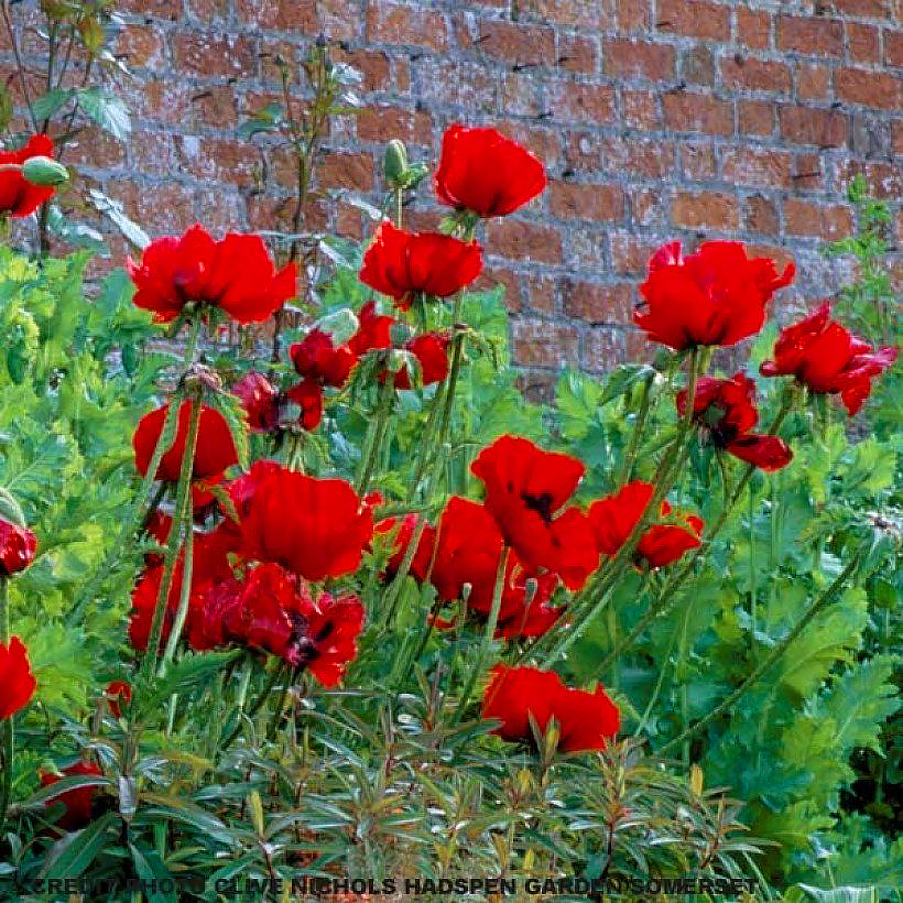 Samen von Orientalischem Mohn