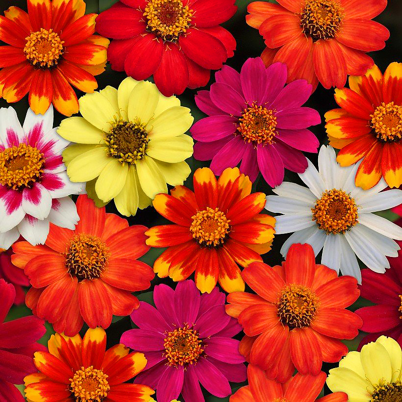 Zinniensamen