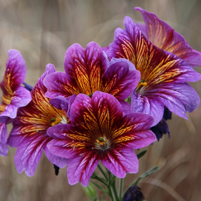 Trompetenzungesamen - Salpiglossis