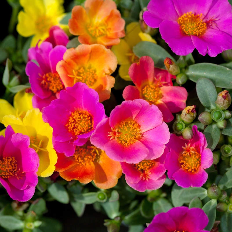 Portulaksamen - Portulaca