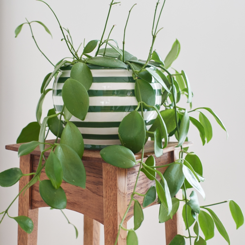 Porzellanblume - Hoya