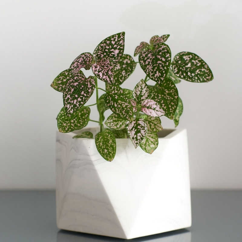 Hypoestes - Punktblatt