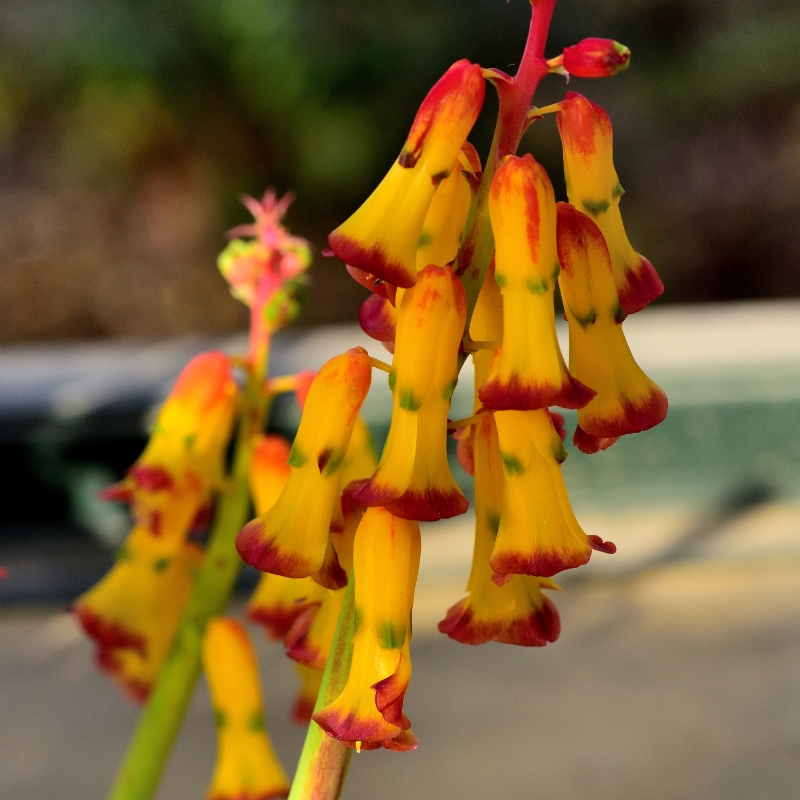 Lachenalia - Lachenalie