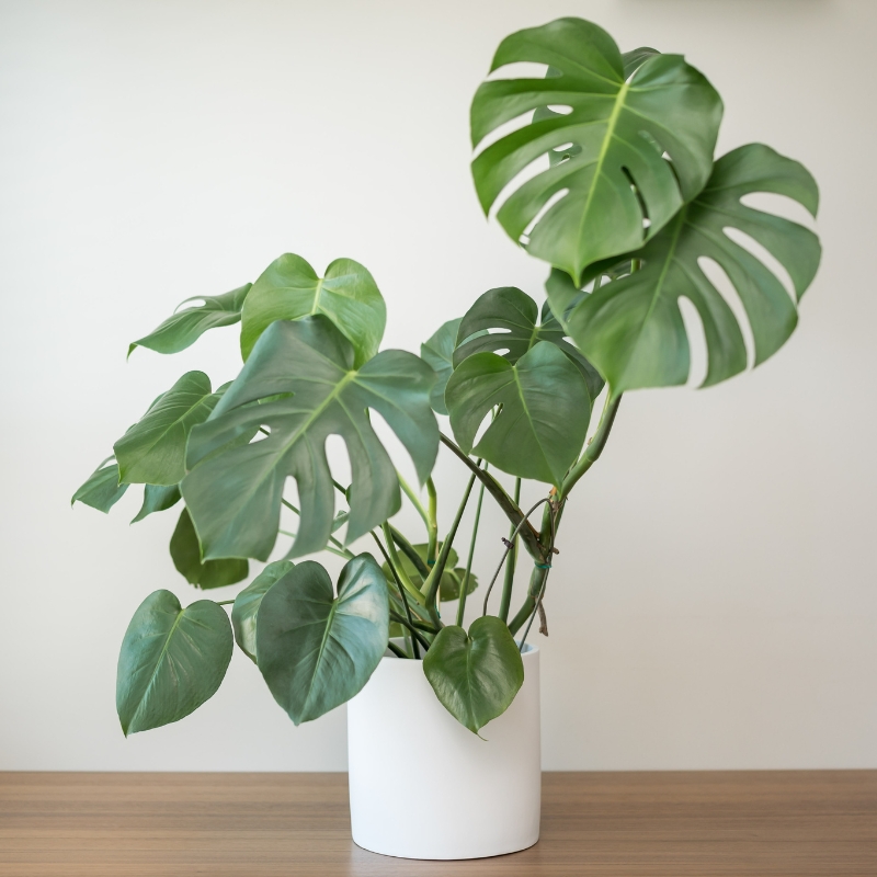 Monstera - Fensterblatt