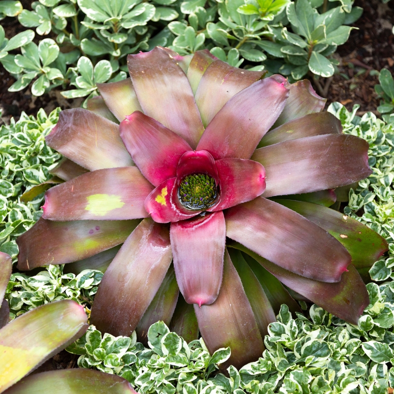 Neoregelia