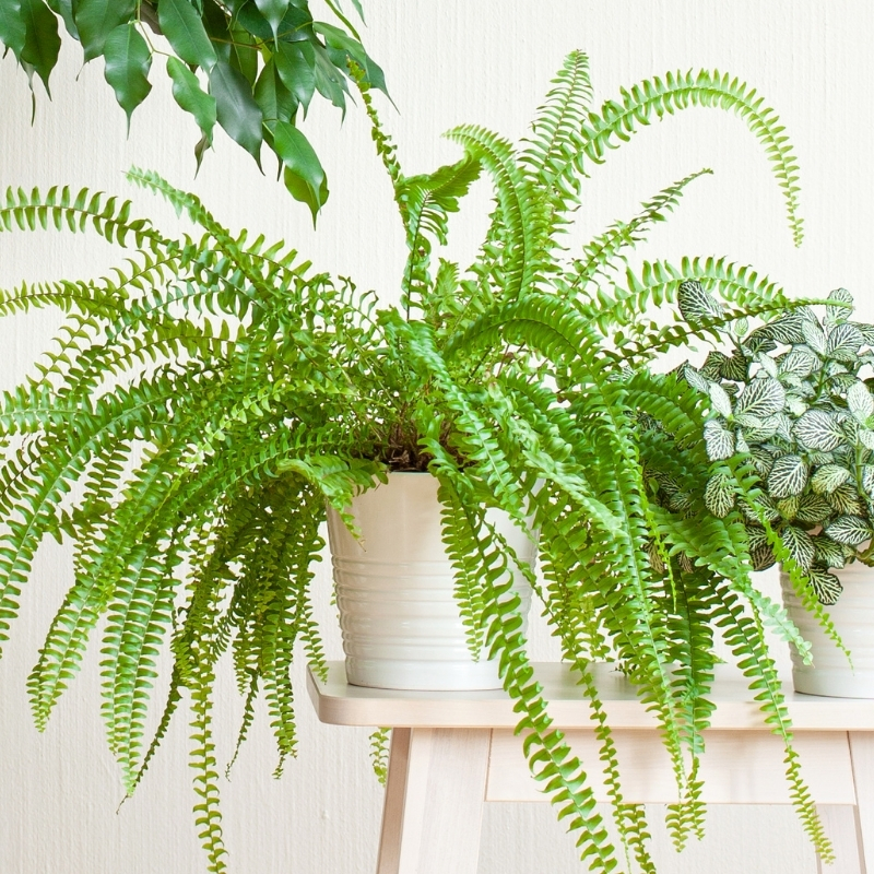 Schwertfarn - Nephrolepis