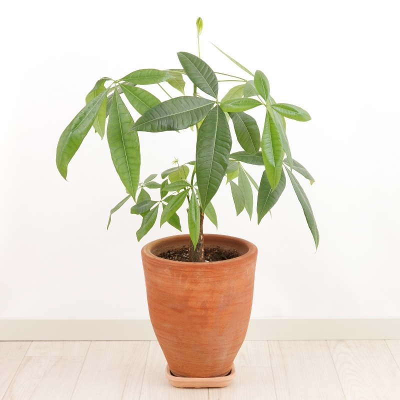 Glückskastanie - Pachira