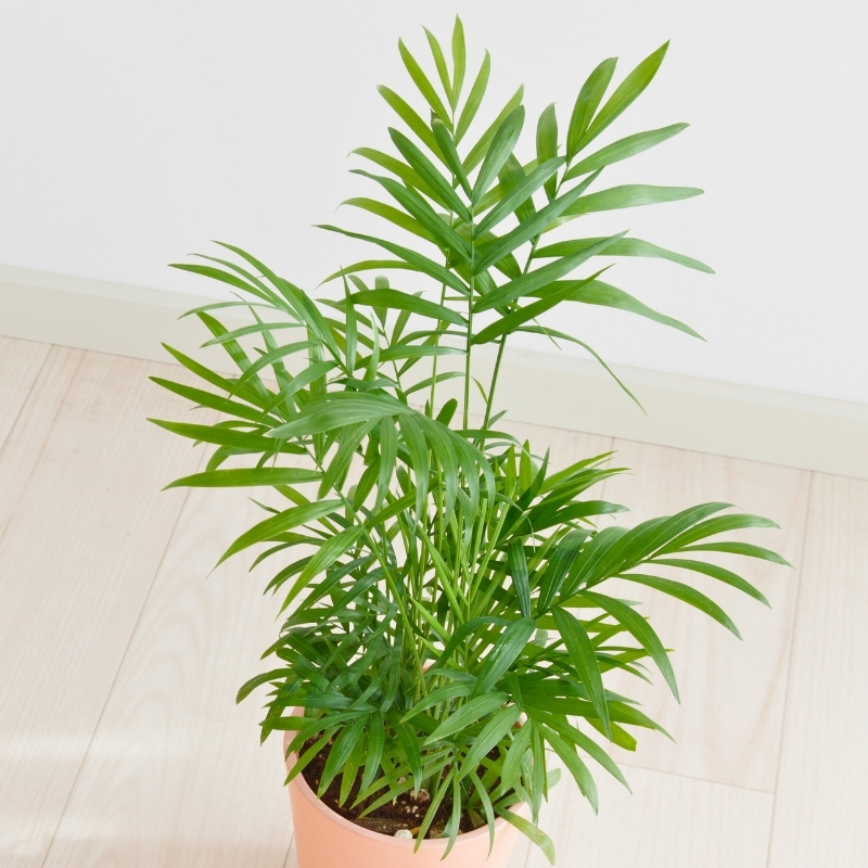 Palmen fürs zimmer