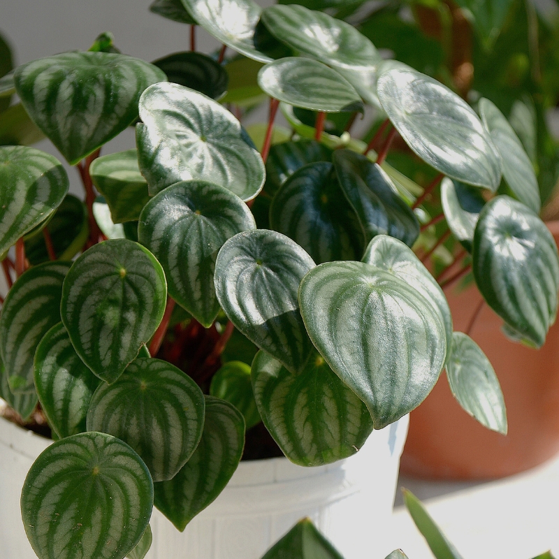 Peperomia - Zwergpfeffer
