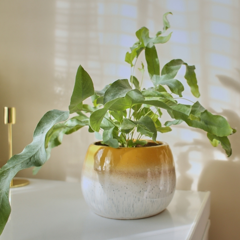 Goldtüpfelfarn - Phlebodium