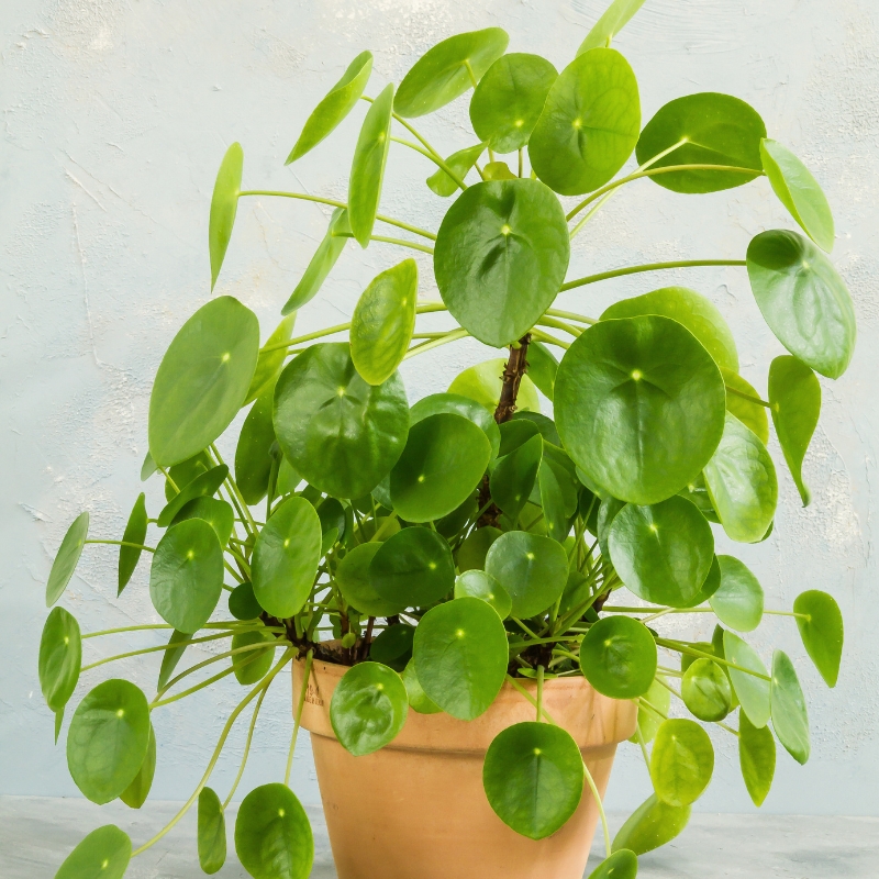 Pilea - Ufopflanze