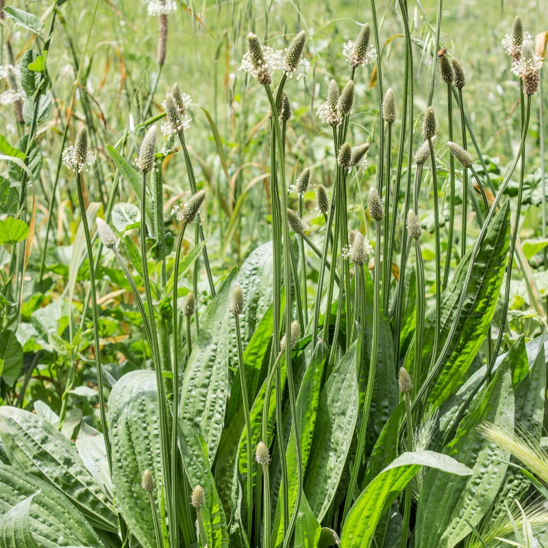 Wegeriche - Plantago