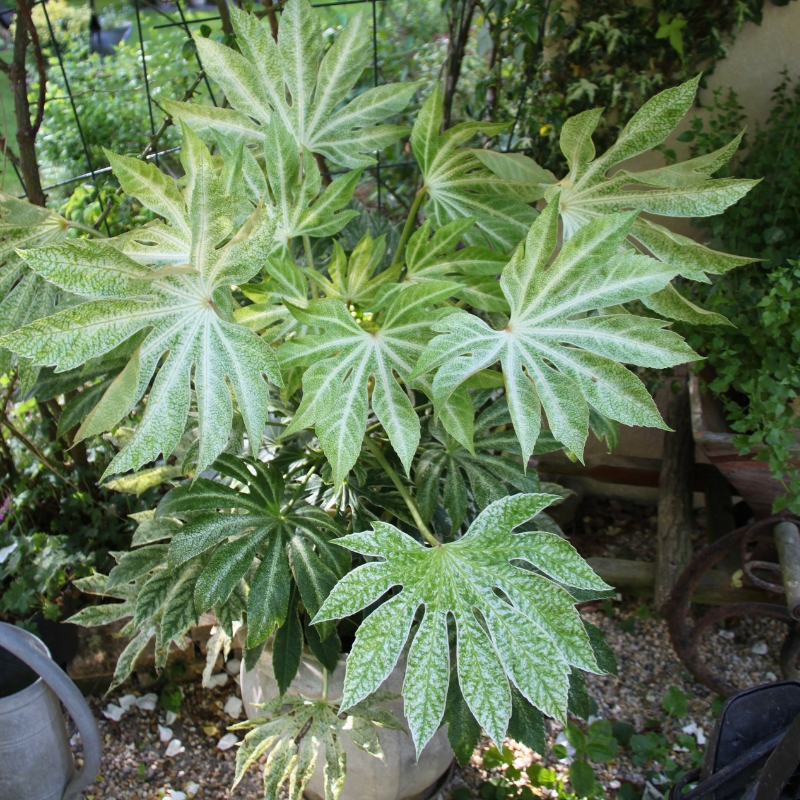 Plantes d’intérieur cultivables au jardin
