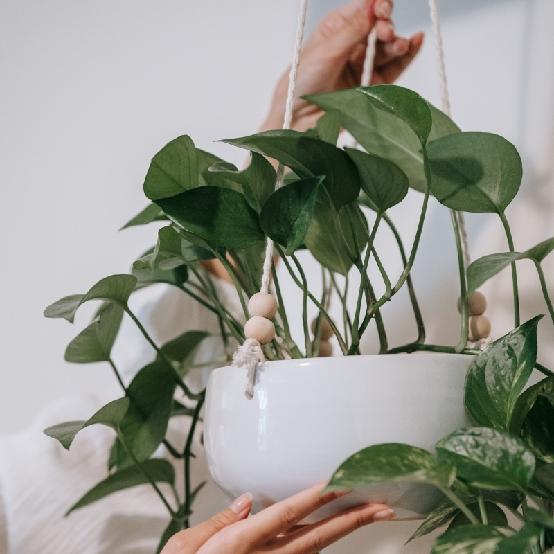 Hängepflanzen fürs zimmer