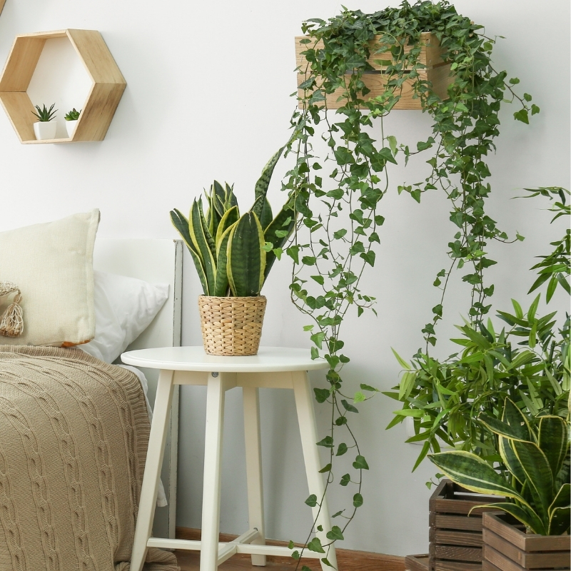 Pflegeleichte zimmerpflanzen