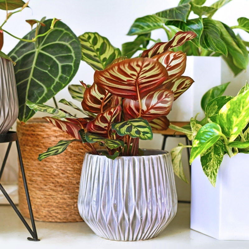 Zimmerpflanzen mit bunten blättern