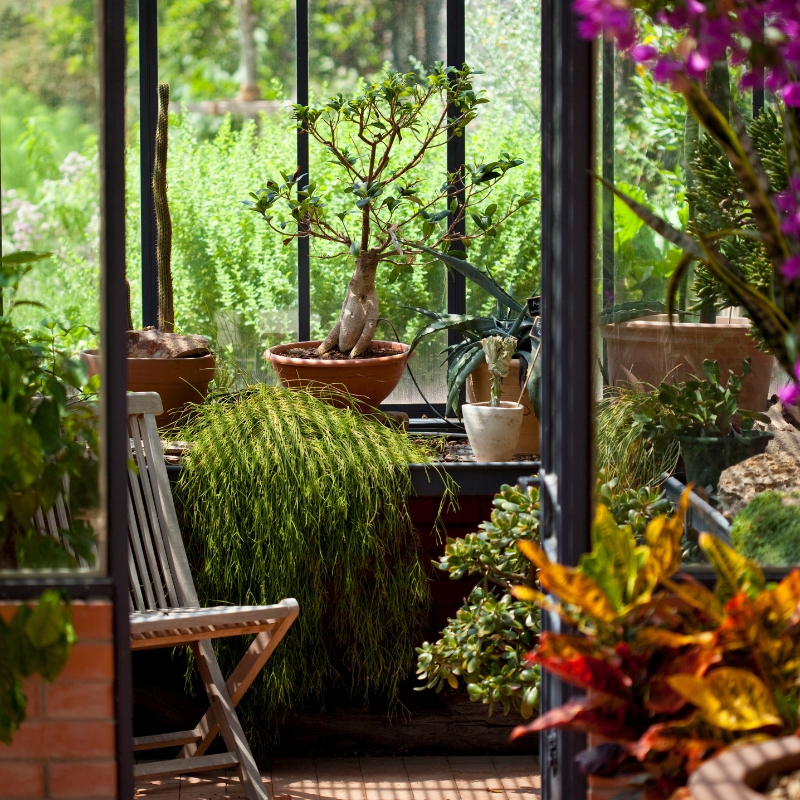 Pflanzen für den Wintergarten