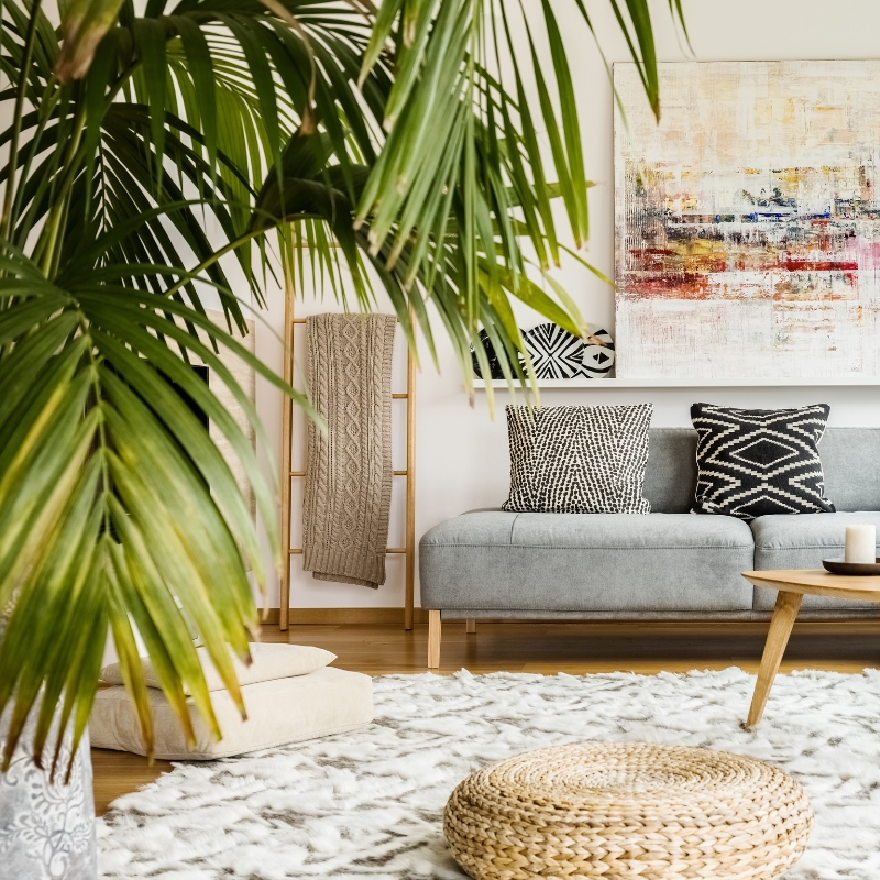 Pflanzen für Wohnzimmer