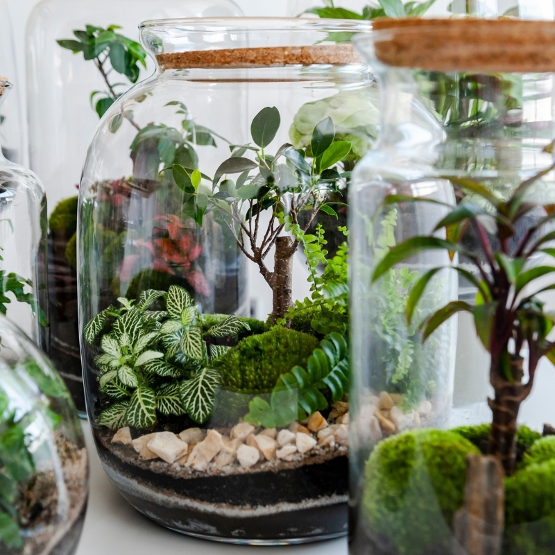 Terrarium pflanzen