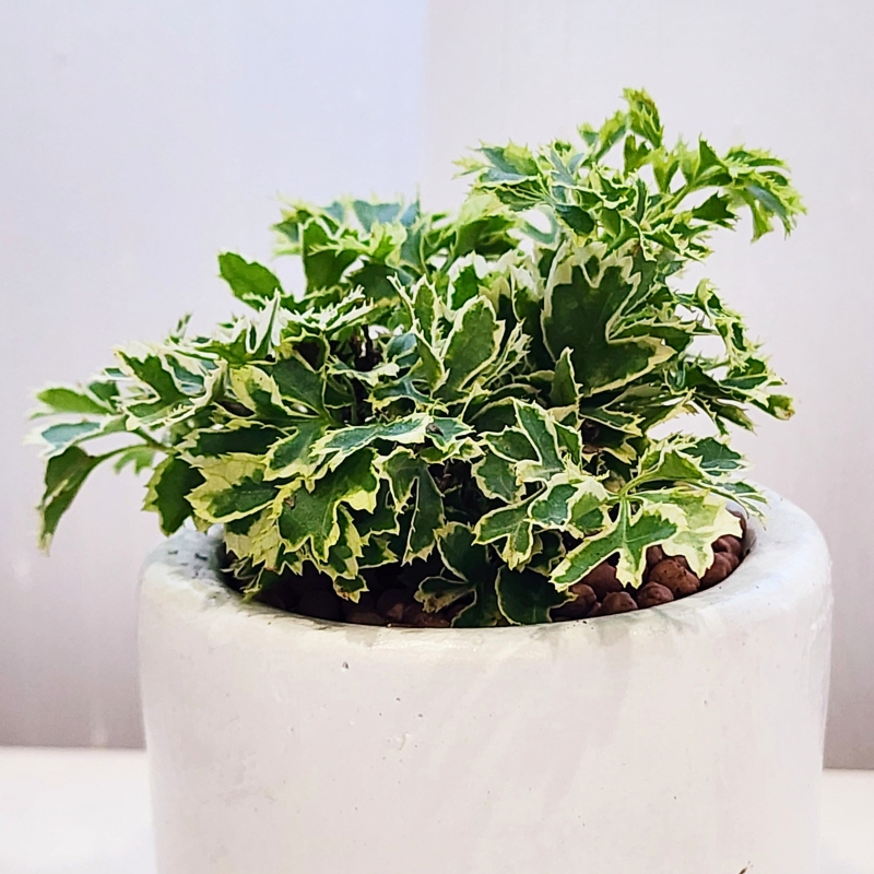 Polyscias - Fiederaralien