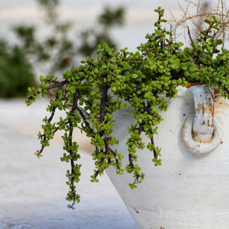 Jadebaum - Portulacaria