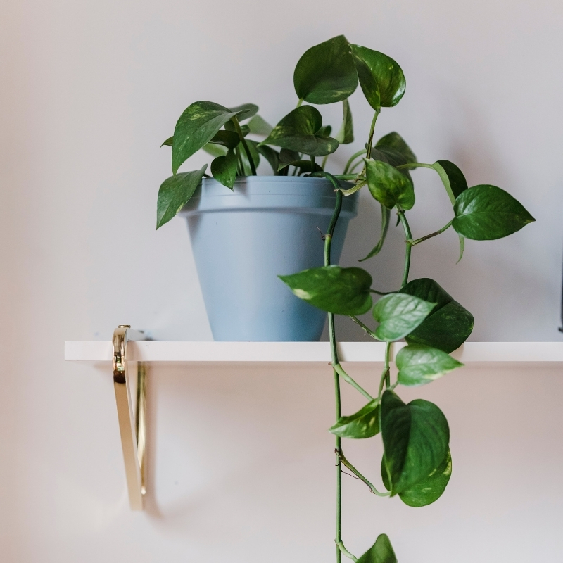 Efeutute - Pothos, Epipremnum