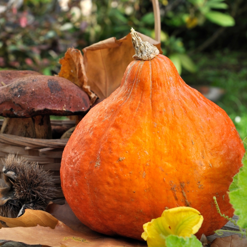 Riesen-Kürbis Potimarron