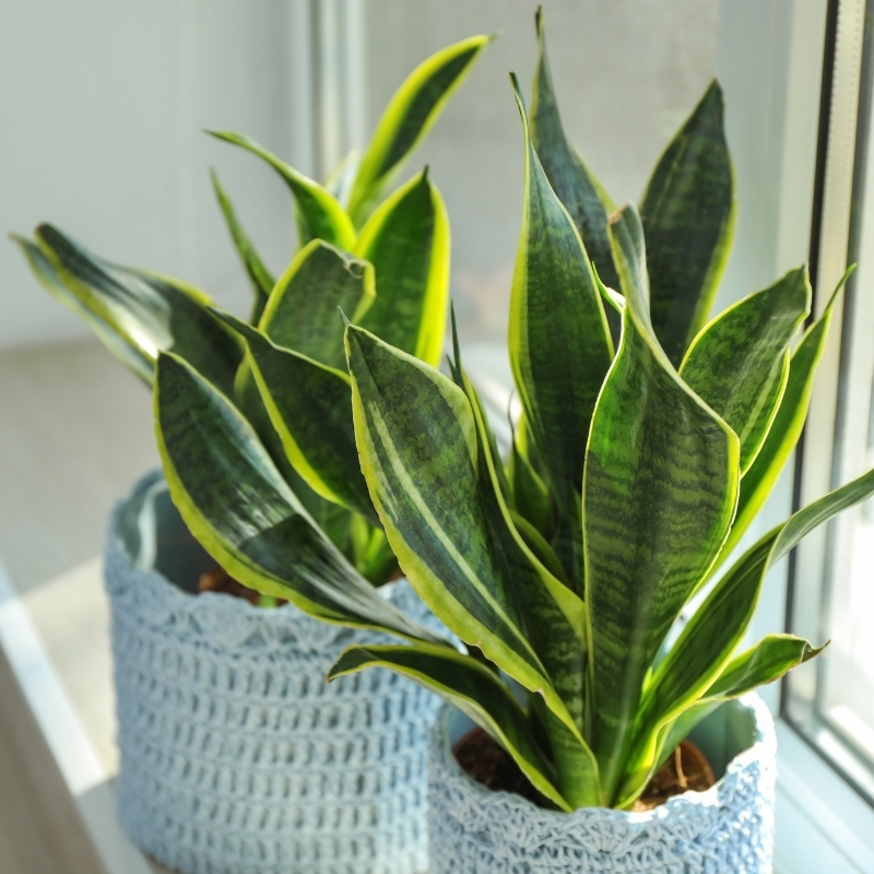 Bogenhanf - Sansevieria