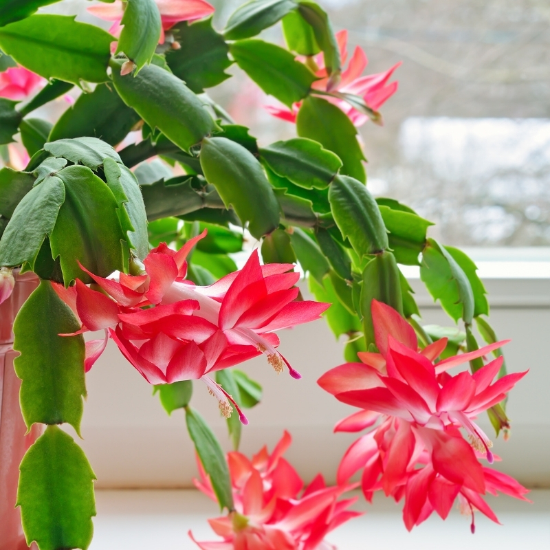 Weihnachtskaktus - Schlumbergera